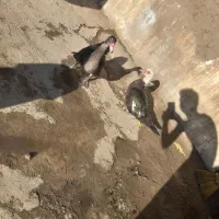 اروردک خارجی نروماده چاق|حیوانات مزرعه|رامیان, |دیوار