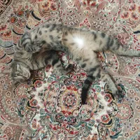 واگزاری گربه ی نر نژاد DSH|گربه|کرج, حصارک پایین|دیوار