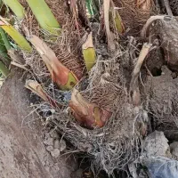 پاجوش نخل برحی