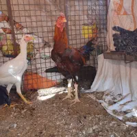 خروس لاری نسل گراز