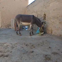 خر گلهای|حیوانات مزرعه|داران, |دیوار