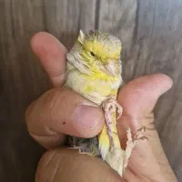 ماده قناری نژاد دار