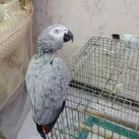 کاسکو خیلی بامزه|پرنده|شیراز, غدیر شمالی|دیوار