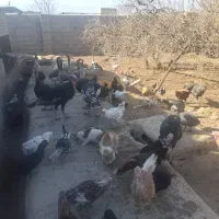 بوقلمون|حیوانات مزرعه|نیریز, |دیوار