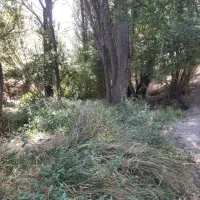 چوب بید و سپیدار|خدمات باغبانی و درختکاری|شیراز, شهرک والفجر|دیوار