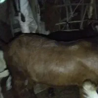 فروش گوسفند پاکستانی|حیوانات مزرعه|رودان, |دیوار