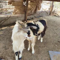 فروش دو راس پازن دو رگه