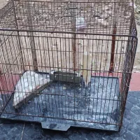 قفس برای پرندگان