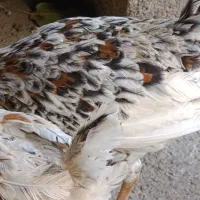 جوجه واروک گلین|حیوانات مزرعه|موچش, |دیوار