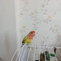 یک جفت کوتوله برزیلی