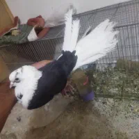 کبوتر دوکت پر