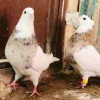 کبوتر|حیوانات|بجنورد, |دیوار