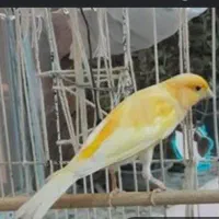 قناری نر پرتقالی شور