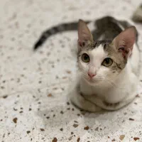 واگذاری نگهداری گربه