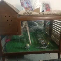 عروس هلندی و قفس