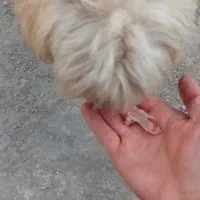 صگ نژاد دار|سگ|پاکدشت, پاکدشت (مامازند)|دیوار