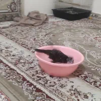 جوجه مینا