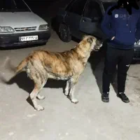 سگگله|سگ|قم, قلعه صدری|دیوار