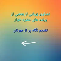 غذای پرنده|لوازم جانبی حیوانات|شیراز, گویم|دیوار