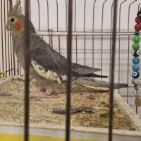 عروس هلندی ماده