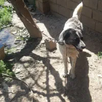 واگذاری ماده سگ نگهبان