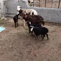 دوراس میش دوقلو یکی تک قل|حیوانات مزرعه|سیمین شهر, |دیوار