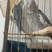عروس هلندی جفت وات فیس کارداده
