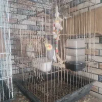 عروس هلندی بالغ|پرنده|گرمسار, |دیوار