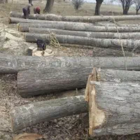 خرید درخت خرید قطع چوب برش تر وخشک