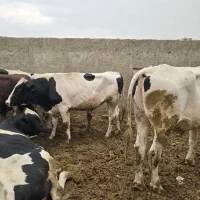 گوساله نر