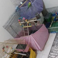 عروس هلندی وایت فیس مولد با3تخم و قفس،مرغ عشق مولد