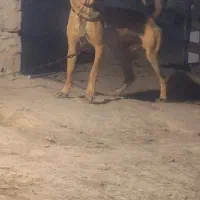 سگ پژدر (عراقی)