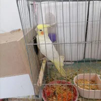 عروس هلندی گم کردم