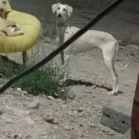 تازی ماده کوصه خالص