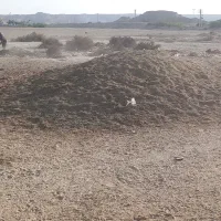 کود گوسفندی