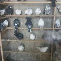 فروش فوری تعدادی کبونر پرش بالا|پرنده|ابریشم, |دیوار