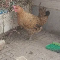مرغ بومی معاوضه با خروس