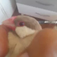 فنچ‌‌ نرگسی‌شکلاتی و بنگالی
