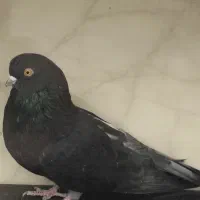 ماده قهوه ای آبادانی نر نوک ریز درشت و نوک کوتاه