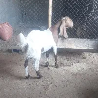 بزپاکستانی