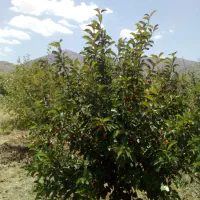 فروش 3/5 هکتار