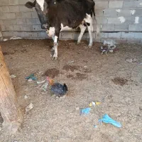 گاوخارجی|حیوانات مزرعه|خرمشهر, |دیوار