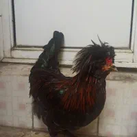 زینتی ، سلطان ، خروس و مروغ|حیوانات مزرعه|رشت, فلسطین|دیوار