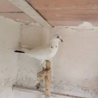 8کبوتر|پرنده|شیراز, سعدیه جنوبی|دیوار