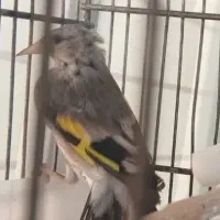 دوتا سهره کرمونی ویک رسمی بخون|پرنده|هشتگرد, هشتگرد قدیم|دیوار