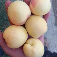 نهال نهالستان|خدمات باغبانی و درختکاری|نوشین شهر, |دیوار