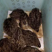 بلدرچین تخم گذار