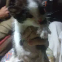 واگذاری بچه گربه