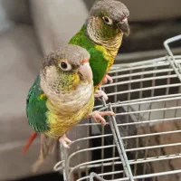 جوجه سرلاکی گرینچیک و یک جفت گرینچیک مولد
