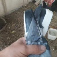 دمگیر نر سینه دم پاک گلدم|پرنده|اصفهان, فردوان|دیوار